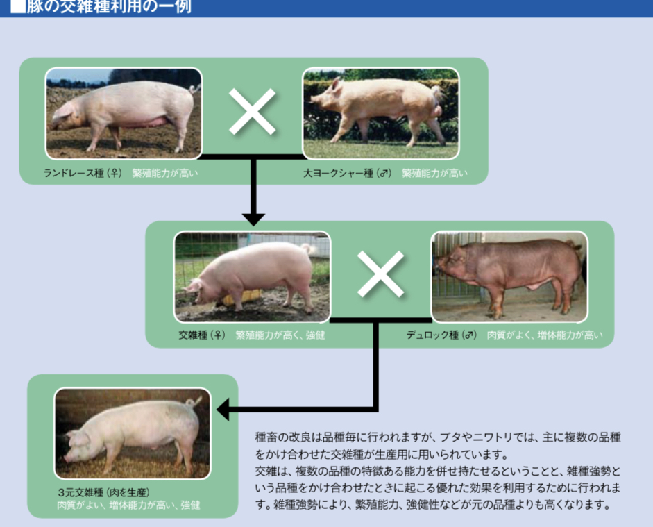 獣医師であり種豚メーカー桑原さんの豚愛 | 熟成肉の格之進